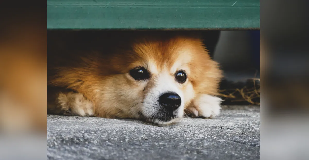 dog looking under the fence