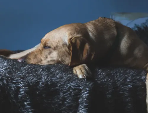When to Book Dog Boarding in Austin: 5 Timing Windows to Know