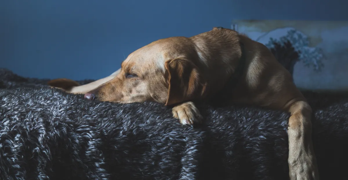 dog sleeping peacefully