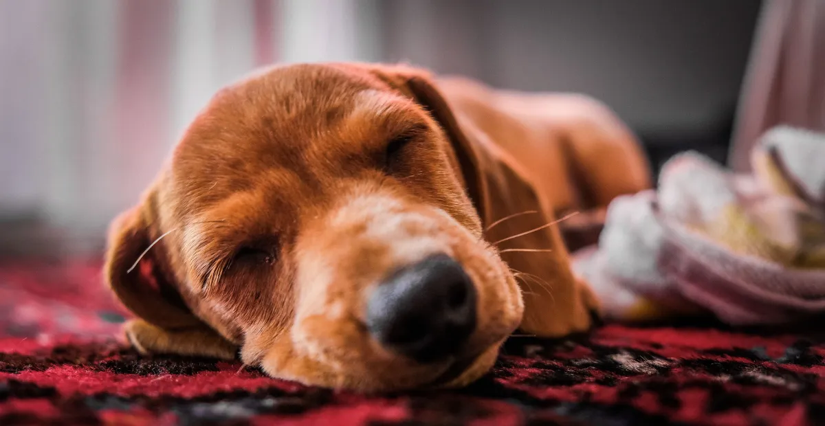 dog-friendly patios in Austin