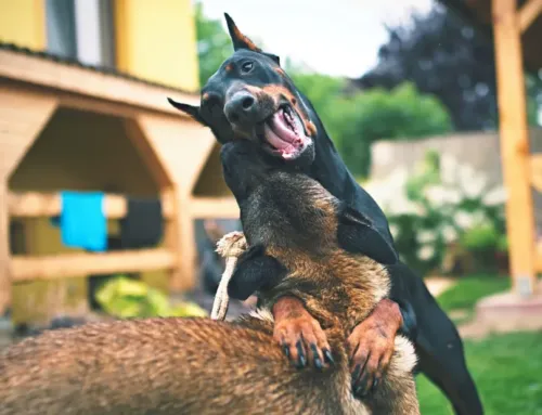 How Much Does Dog Boarding Cost in Austin? (2026 Price Guide)