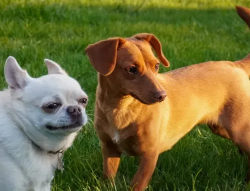 How Much Does Dog Daycare Cost in Austin? (2026 Price Guide)