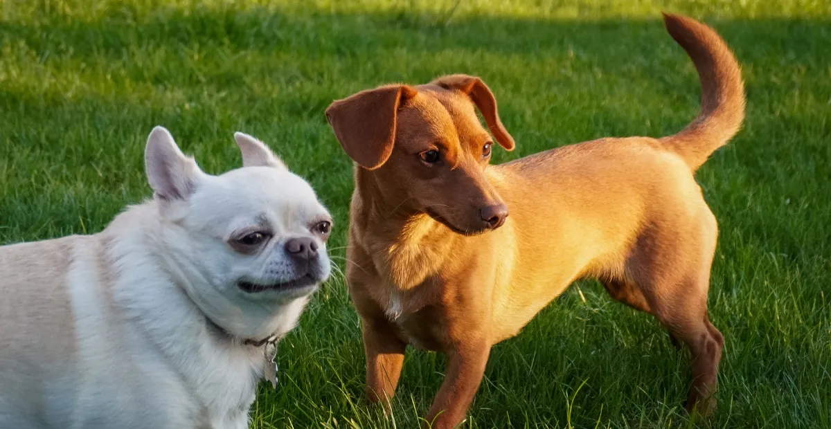 two dogs in the green yard of daycare facility playing