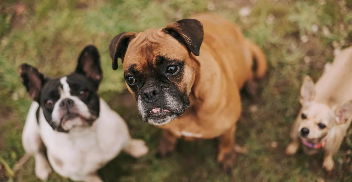 dog-friendly patios in Austin