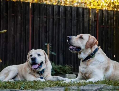 What Is Cage-Free Dog Boarding in Austin? 7 Things to Know Before You Book
