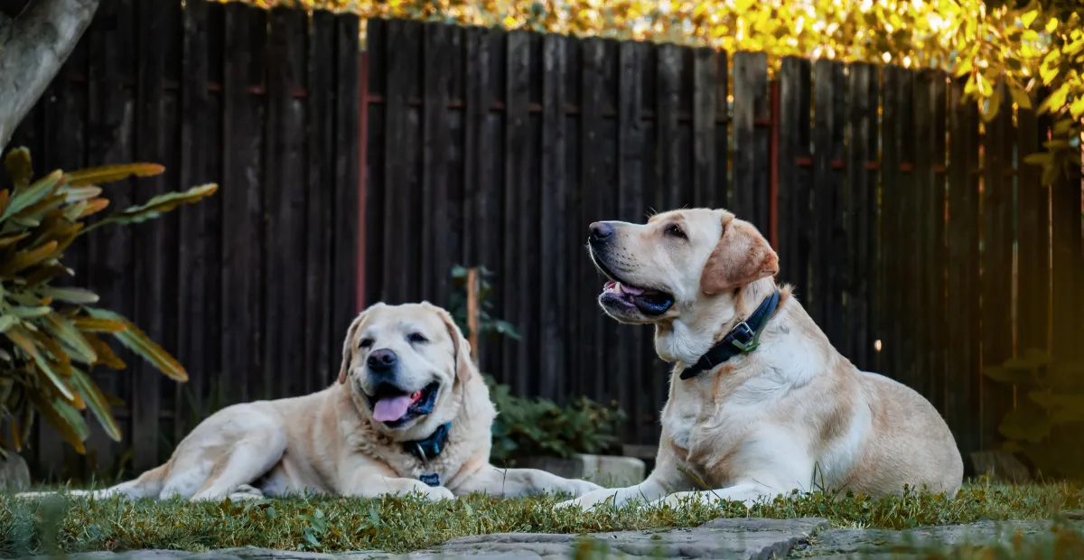 two dogs sitting outside in the yard on the grass in Austin dog boarding facility