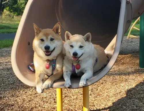 What Are the Dog Daycare Requirements in Austin? 8 Health Checks Before Your First Visit