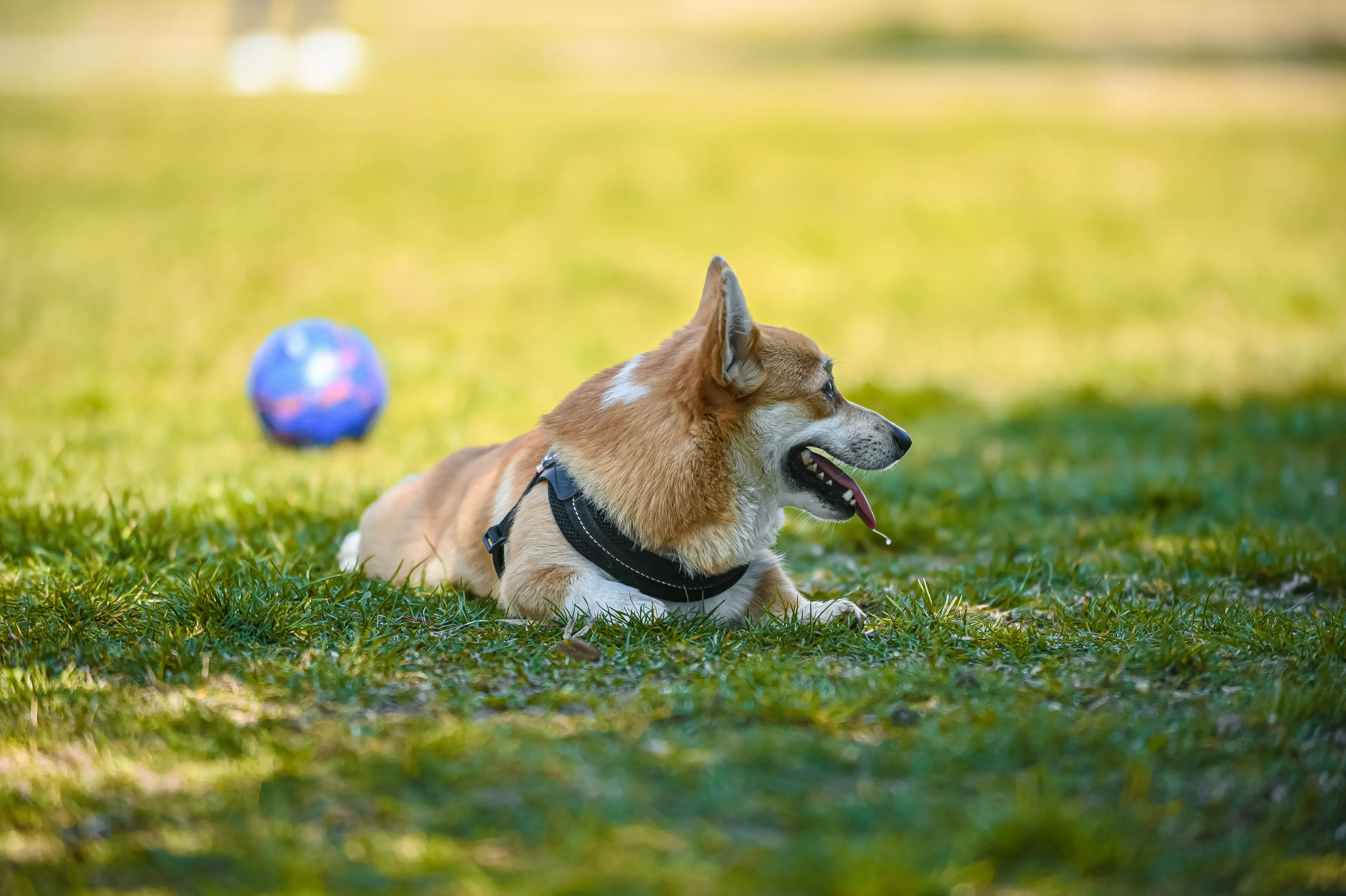 dog-friendly patios in Austin