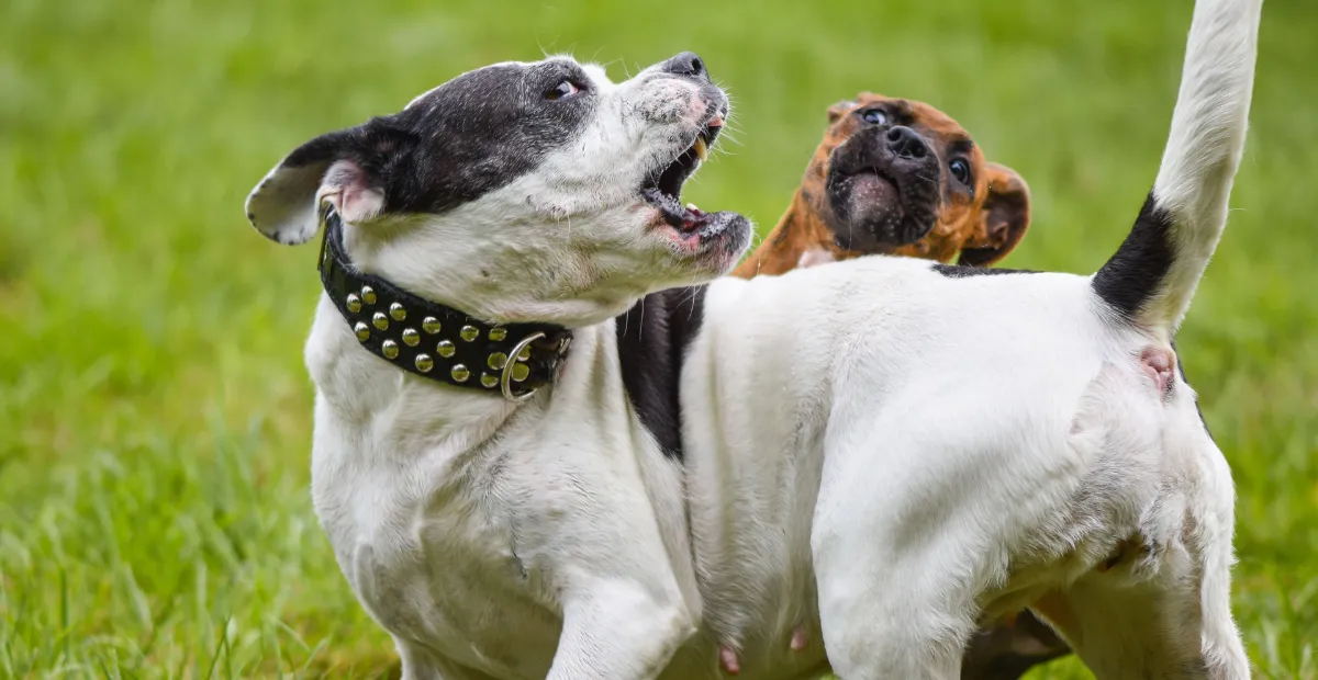 dog-friendly patios in Austin