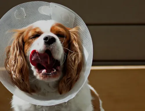 Do Dogs Need to Be Neutered for Boarding? 7 Reasons Austin Facilities Say Yes