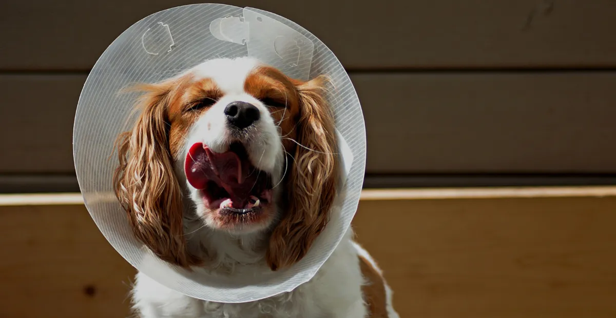 Cavalier King Charles Spaniel wearing a recovery cone after spaying or neutering surgery