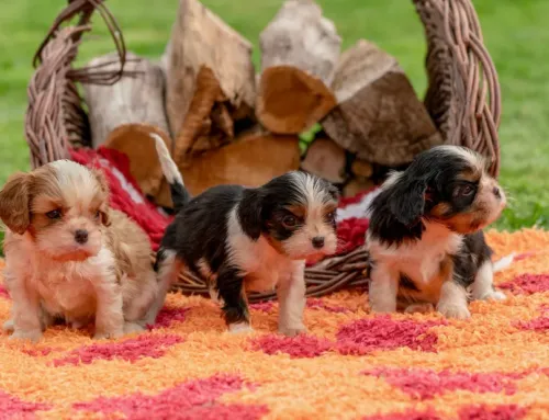 Puppy Boarding in Austin: Is Your Puppy Ready? 6 Things to Check First