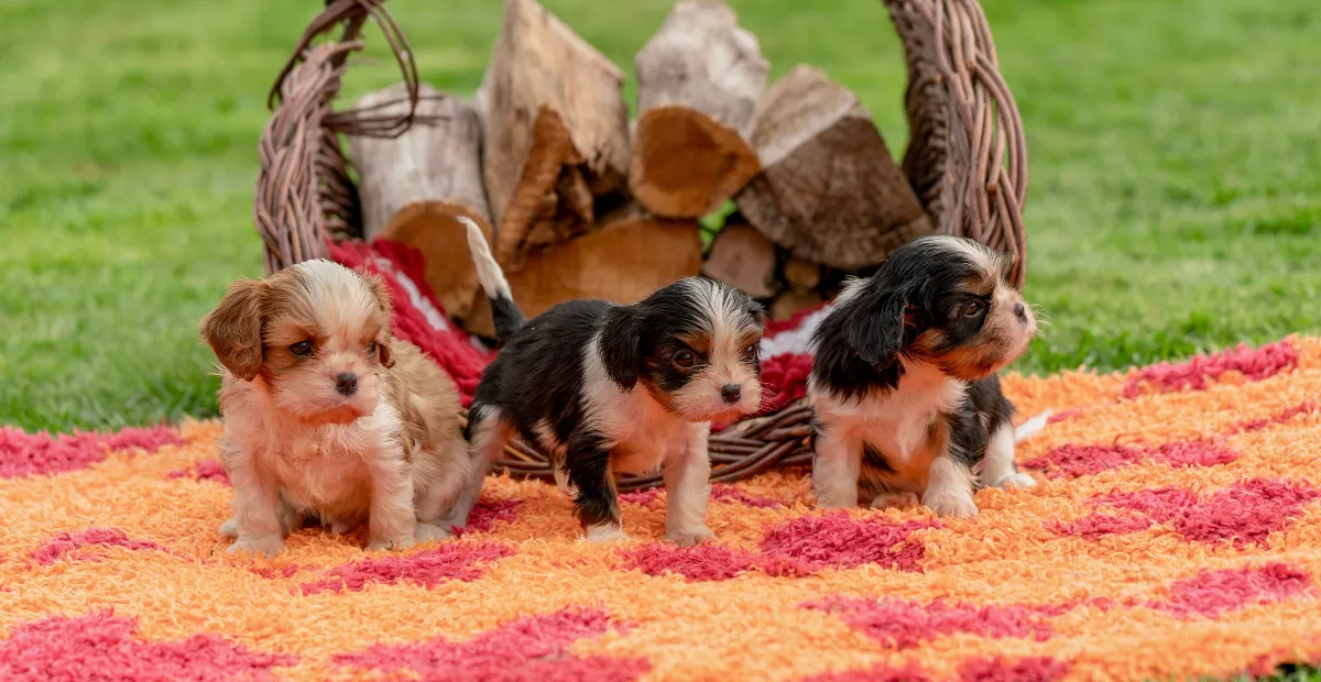 puppies outside in the backyard in front of the bucket with woods