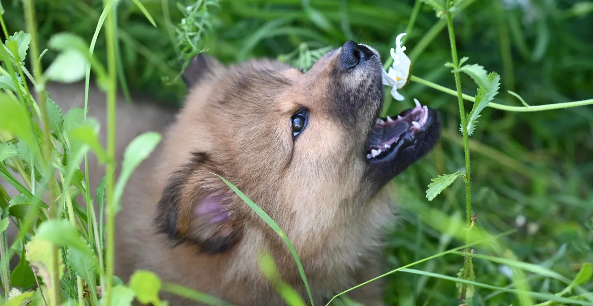 dog-friendly patios in Austin