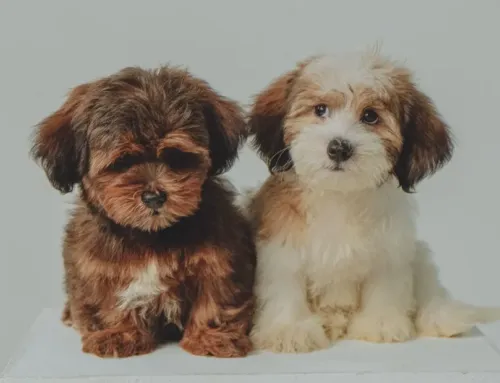 Small Dog Daycare in Austin: 7 Things Little Dogs Need From a Good Daycare
