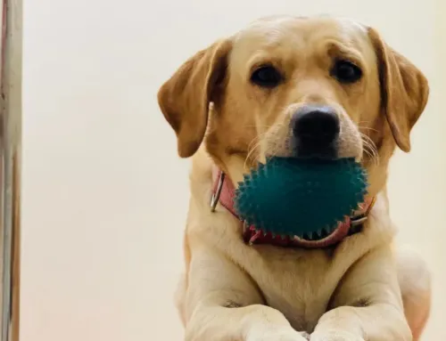 What’s Normal Dog Behavior After Boarding? 6 Changes and When to Call Your Vet