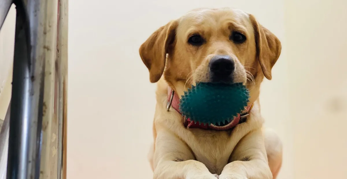 dog holding a toy in his mouth