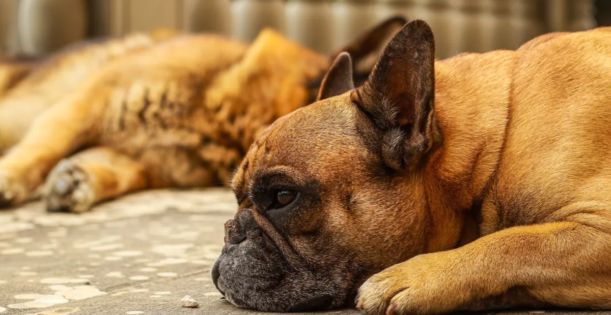 dog behaviour after boarding dog-friendly patios in Austin