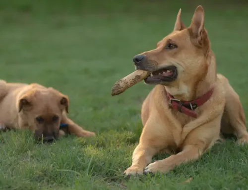 What Does a Typical Day at Dog Daycare Look Like in Austin?