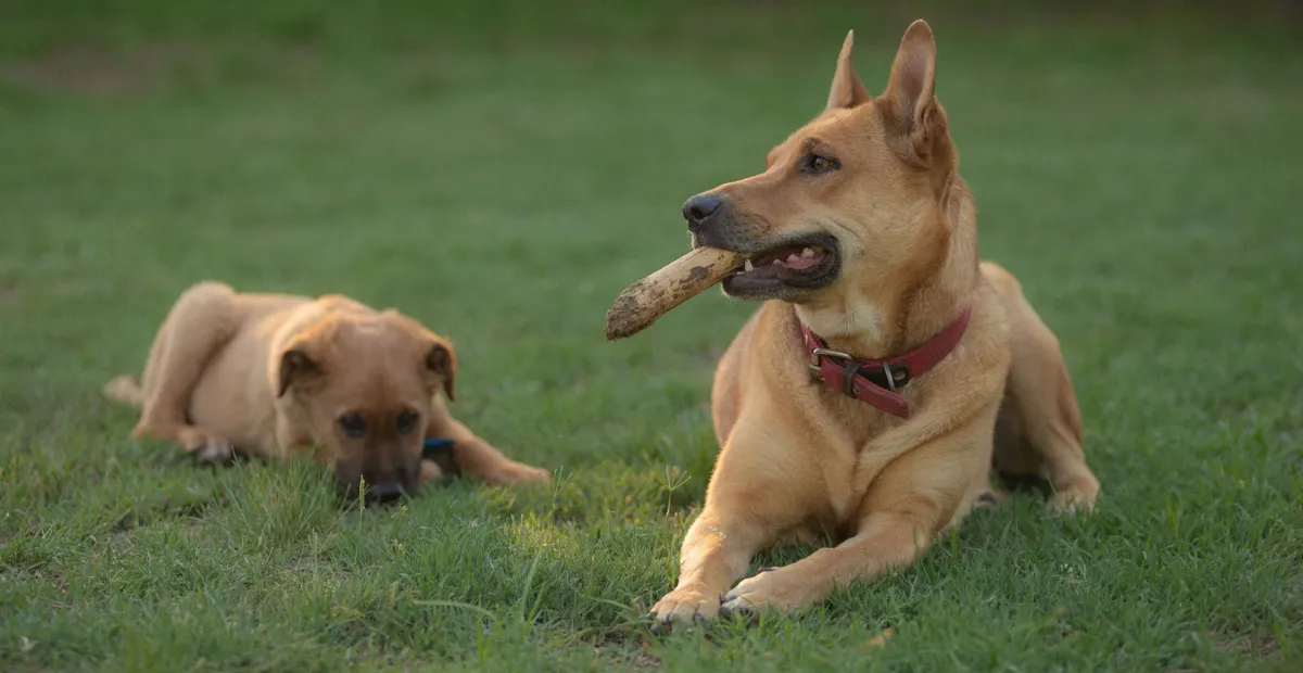 two dogs laying down on the grass in the backyard of a barkingham place doggy daycare in south austin
